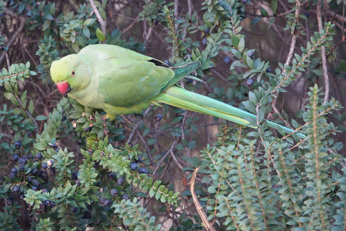 Perruche à collier - ML647278499