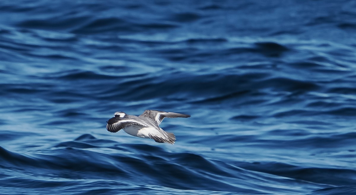 Phalarope à bec large - ML647278500