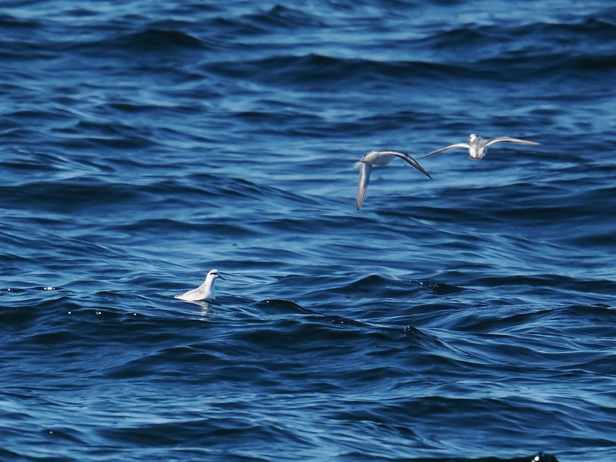 Phalarope à bec large - ML647278501