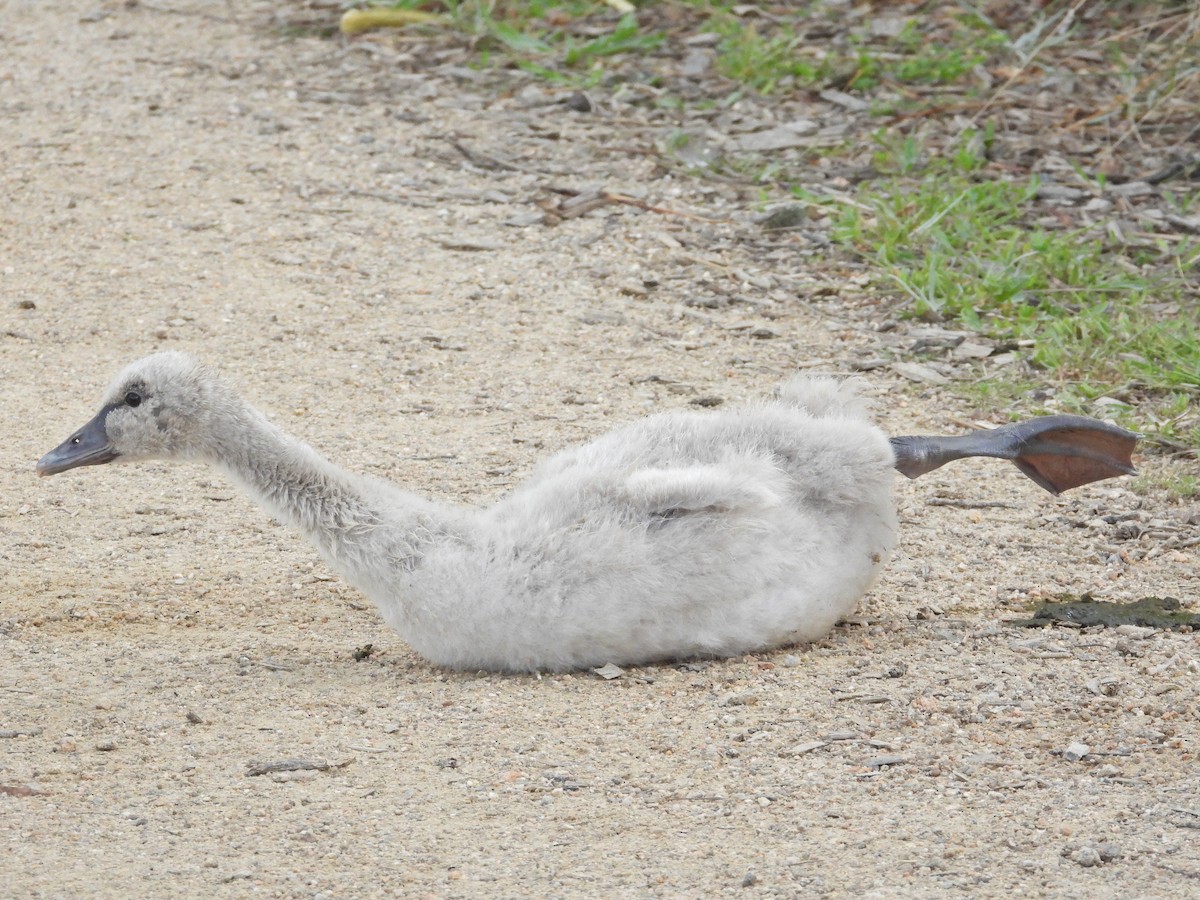Cygne noir - ML647278502