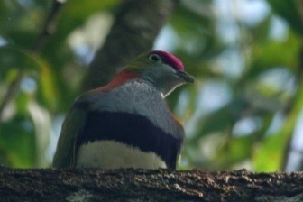 Ptilope superbe - ML647278503