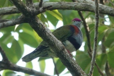 Ptilope superbe - ML647278504