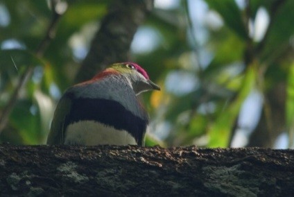 Ptilope superbe - ML647278505