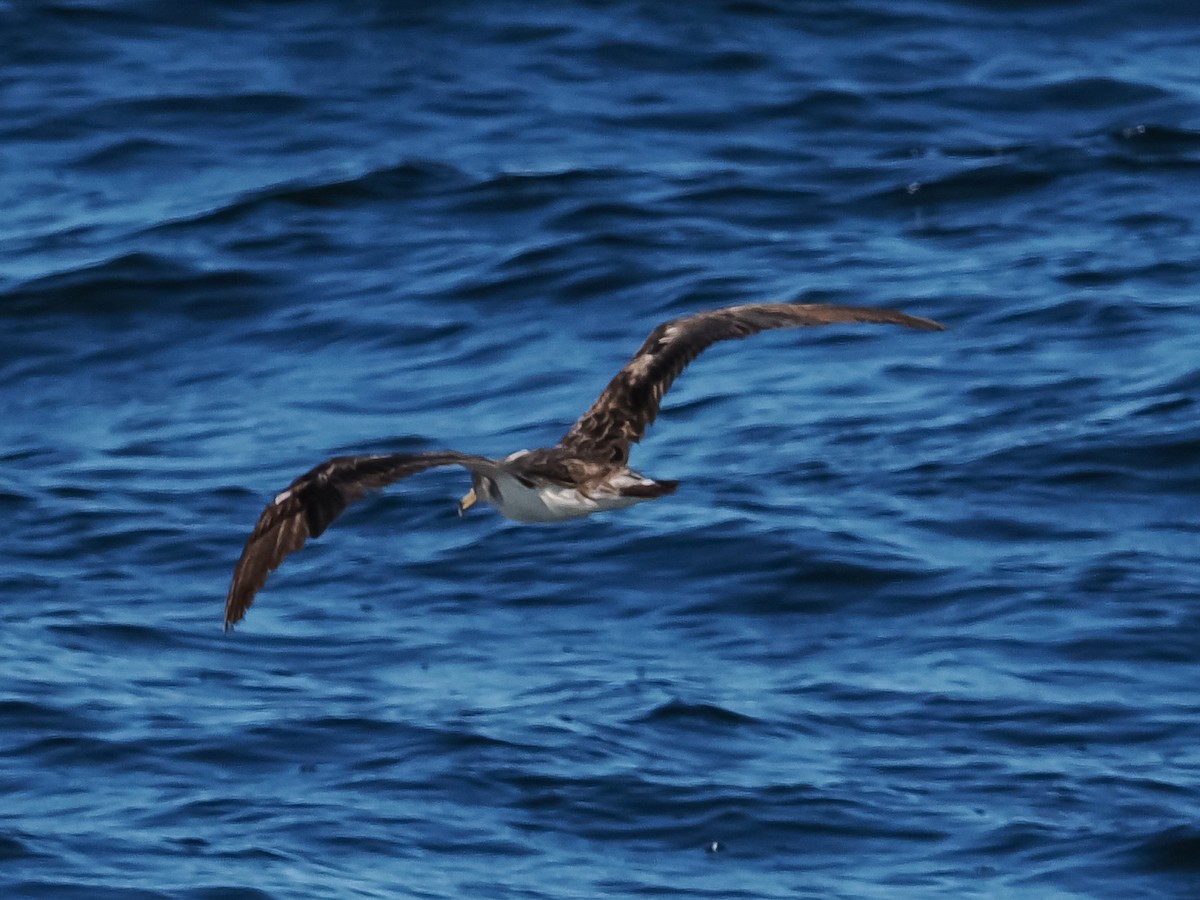 Puffin cendré - ML647278506