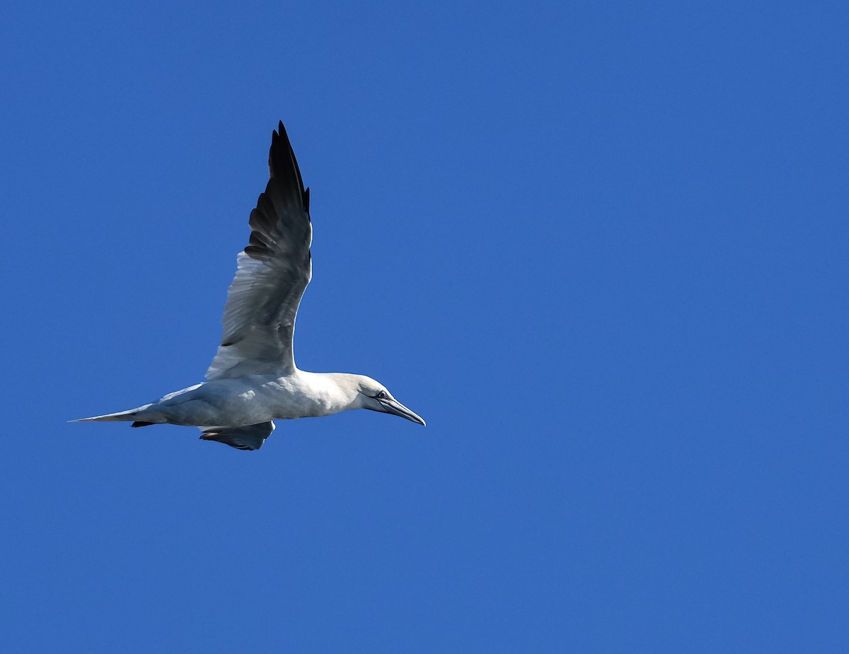 סולה מצויה - ML647278508