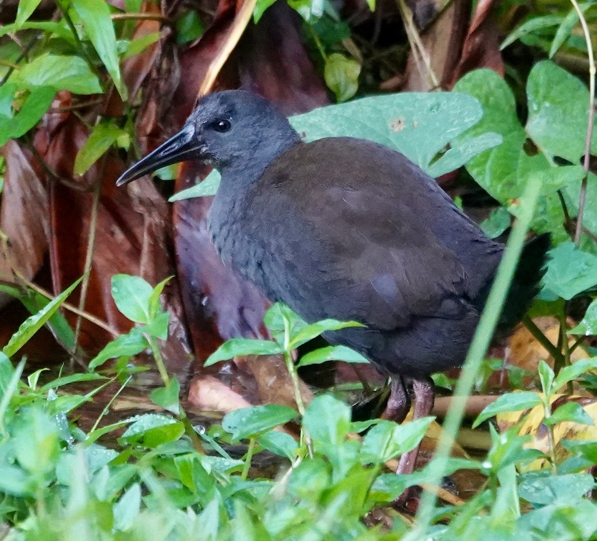 Râle noirâtre - ML647278530