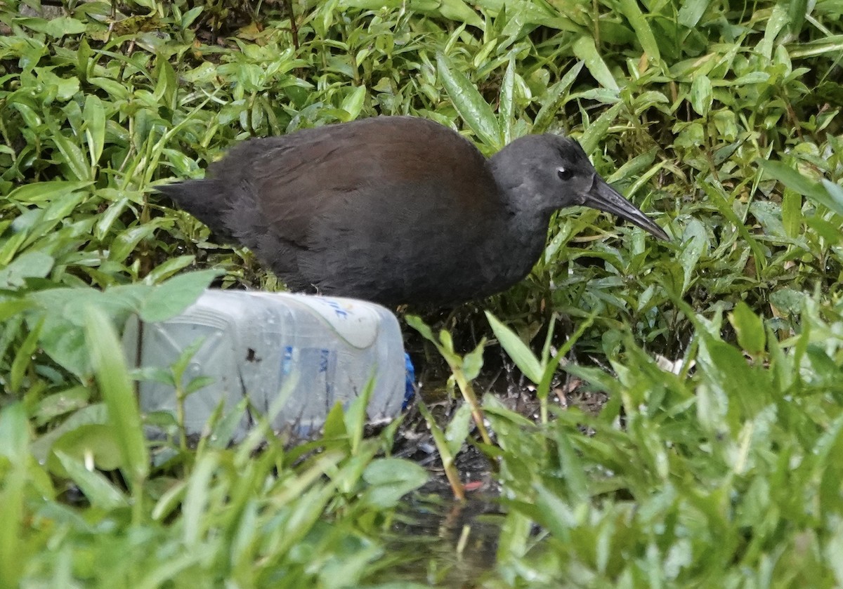 Râle noirâtre - ML647278534