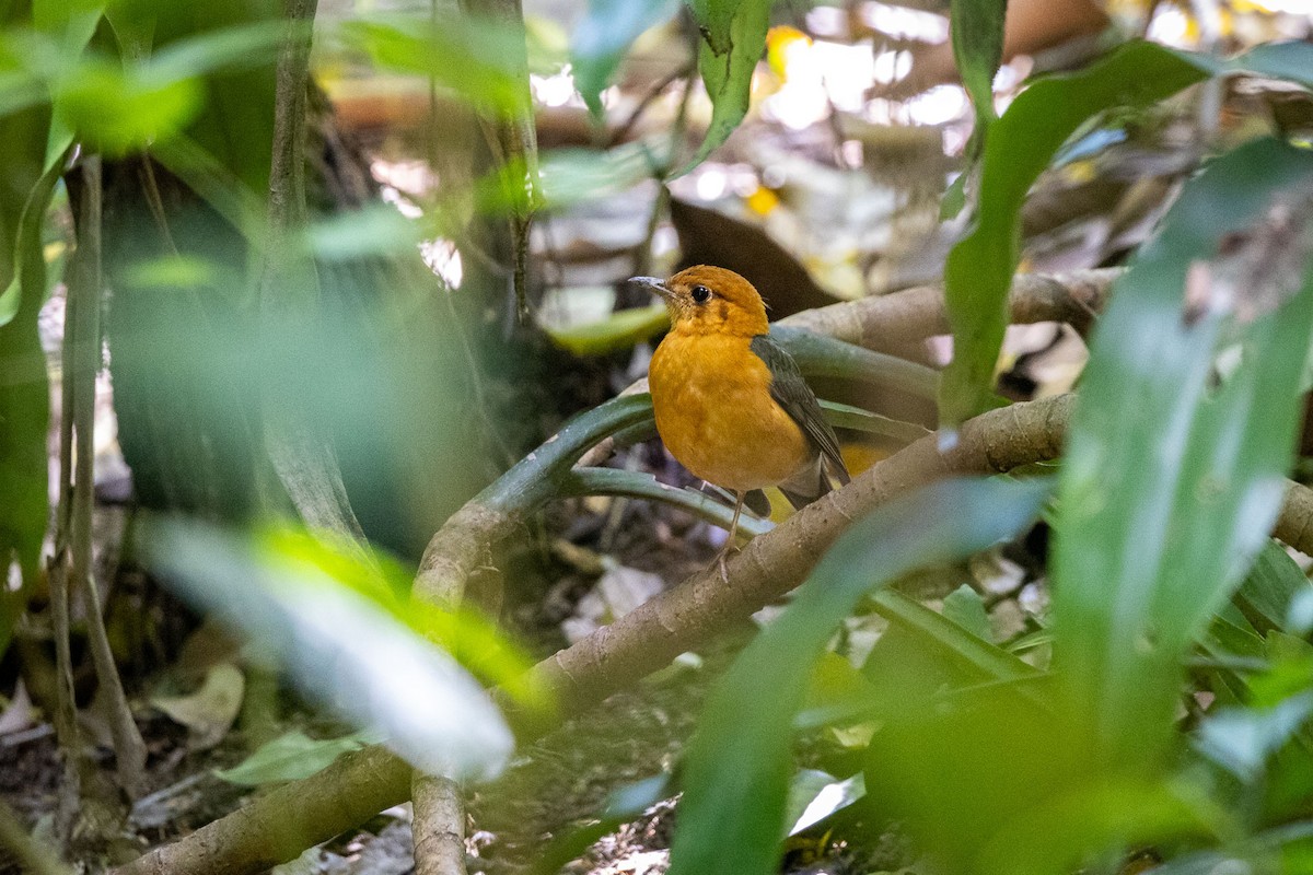 Orange-headed Thrush - ML647278539
