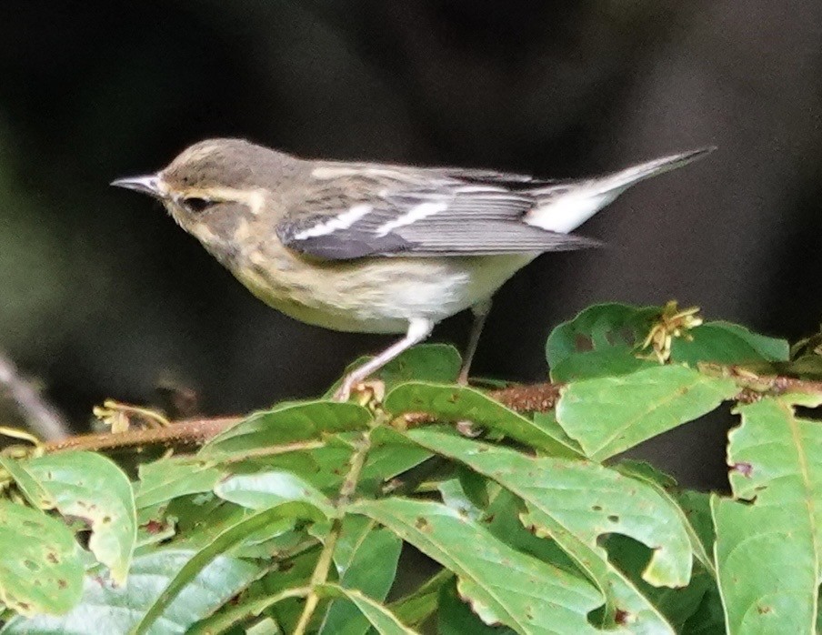 Blackburnian Warbler - ML647278541