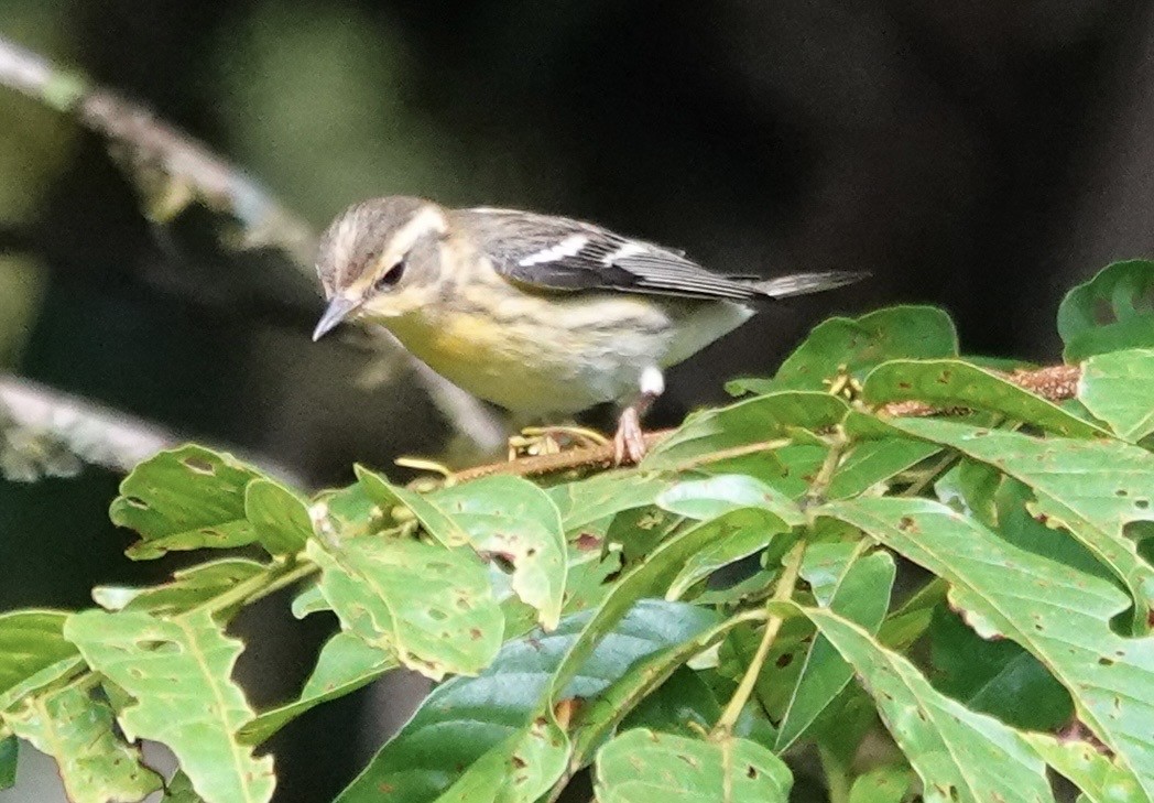 Blackburnian Warbler - ML647278542