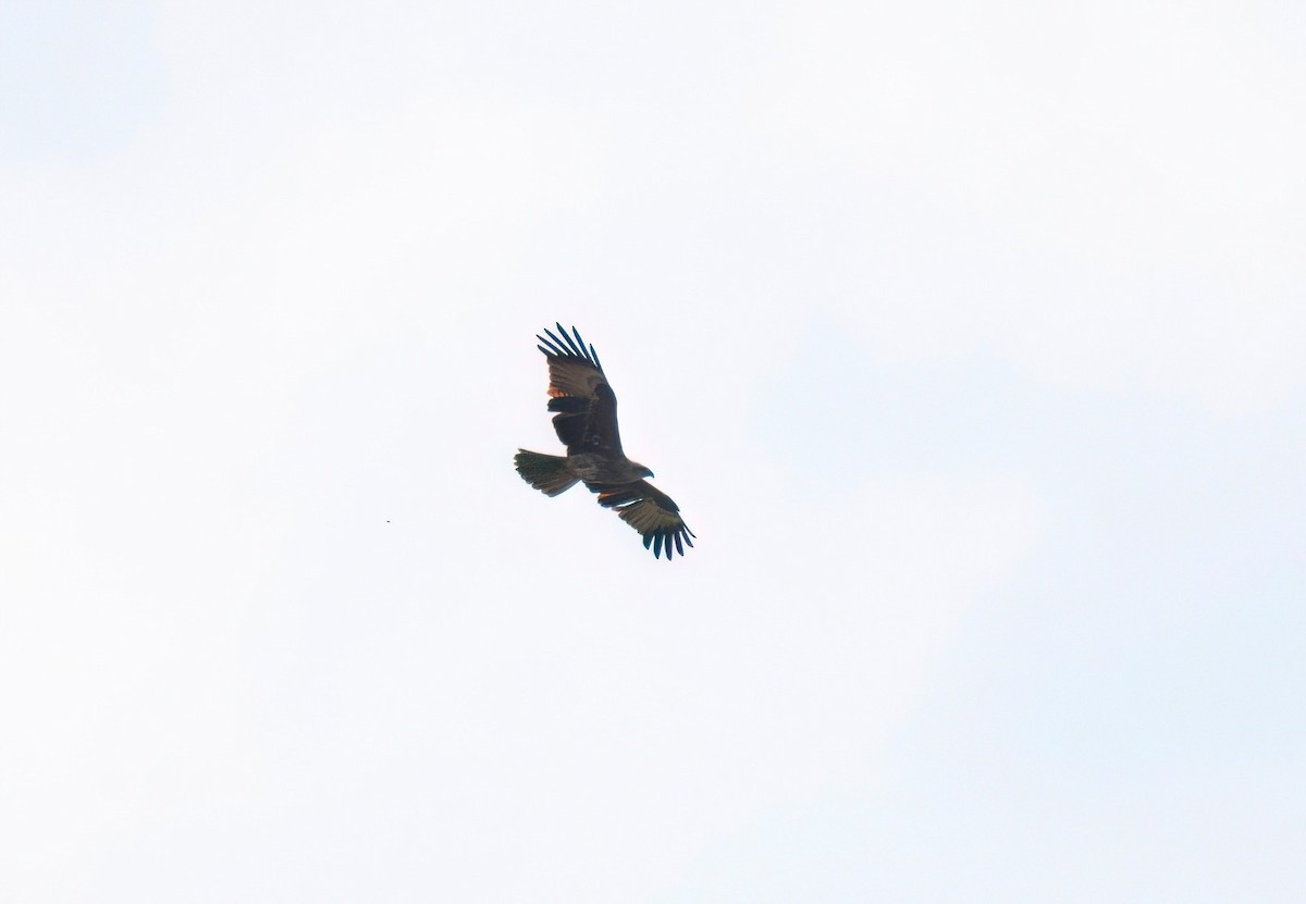 Brahminy Kite - ML647278544