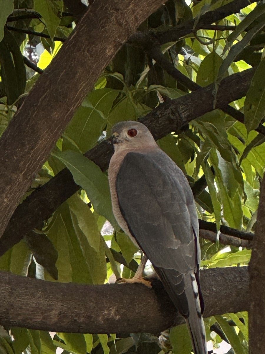 Shikra - ML647278550