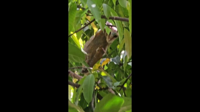 Eastern Barn Owl - ML647278552