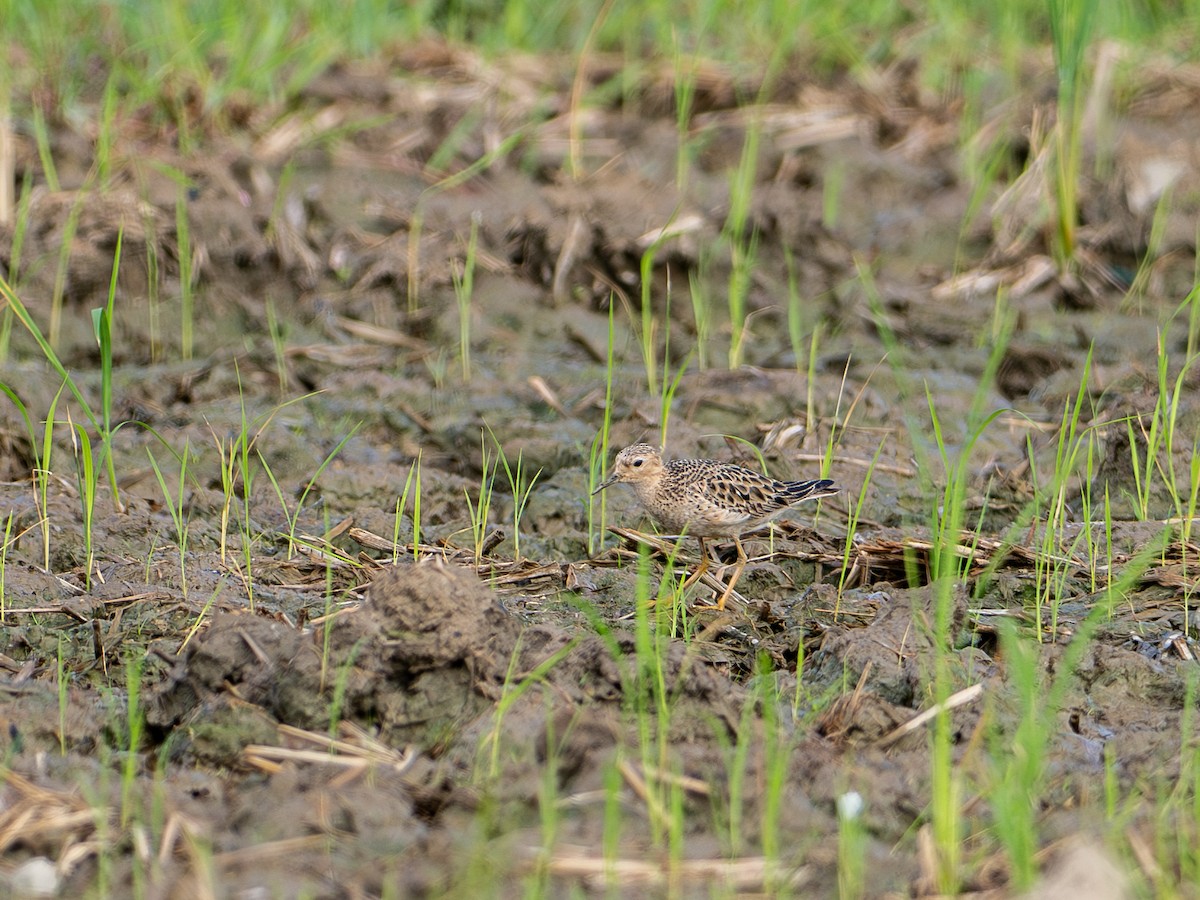 Buff-breasted Sandpiper - ML647278555