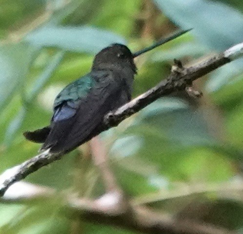 Green-fronted Lancebill - ML647278560