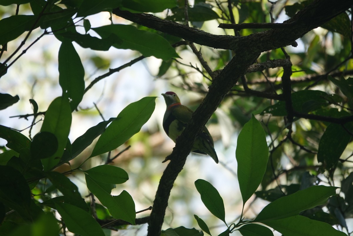 Superb Fruit-Dove - ML647278562