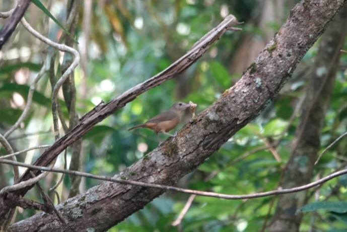 Little Shrikethrush (Rufous) - ML647278564