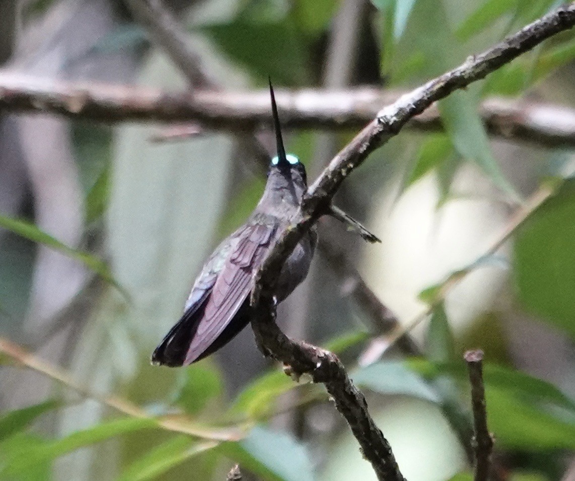 Green-fronted Lancebill - ML647278568