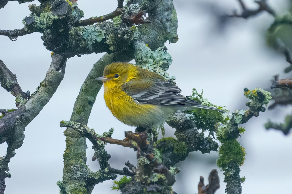 Pine Warbler - ML647278593