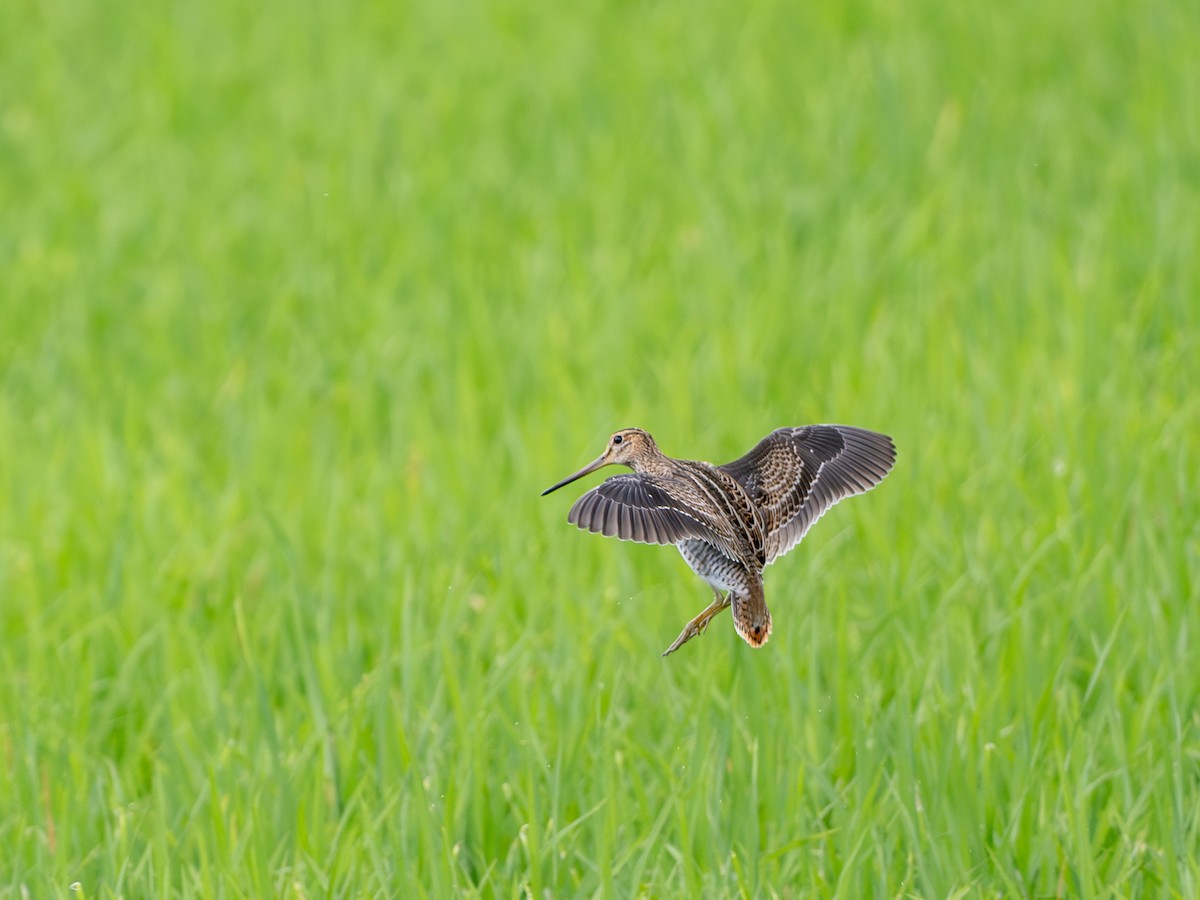 Swinhoe's Snipe - ML647278596