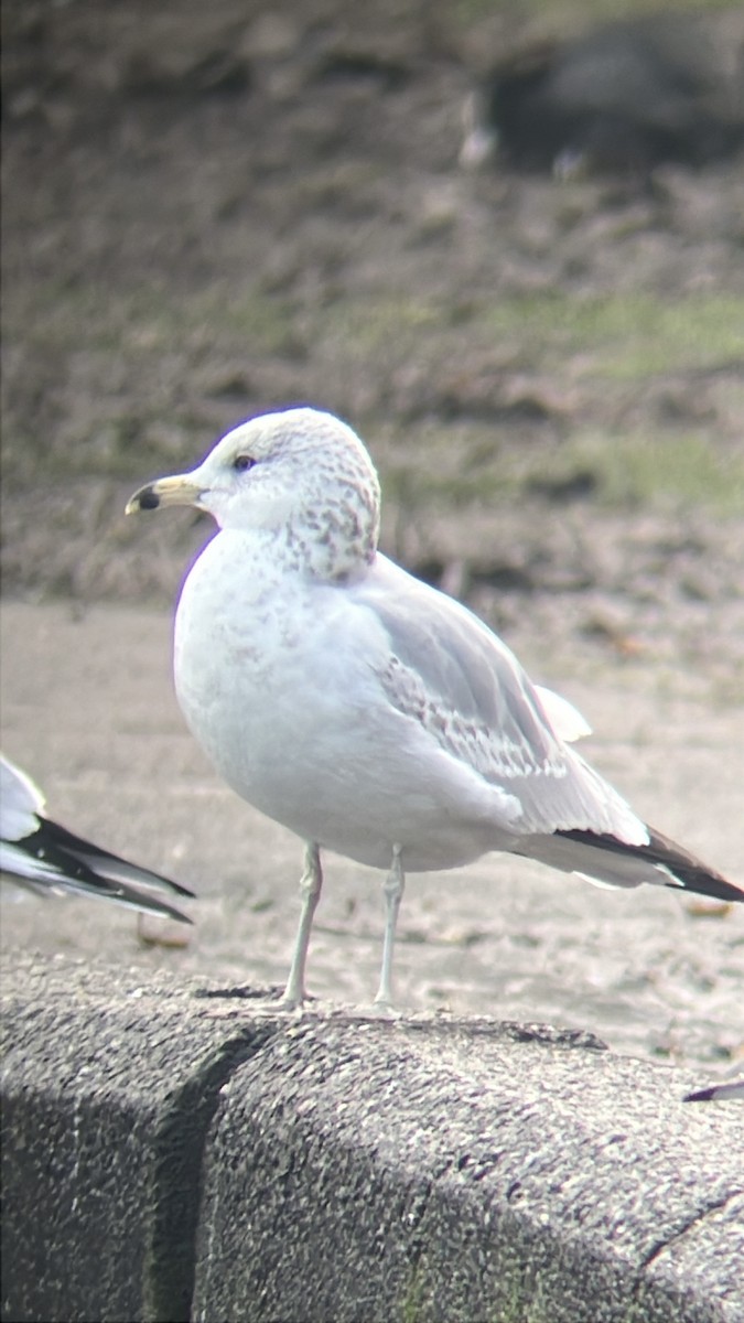 Ring-billed Gull - ML647278597