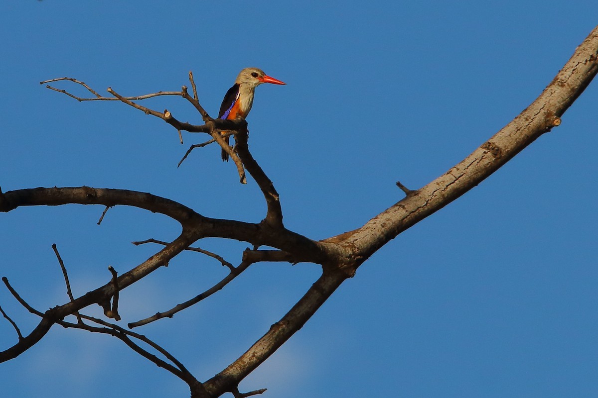 Gray-headed Kingfisher - ML647278626