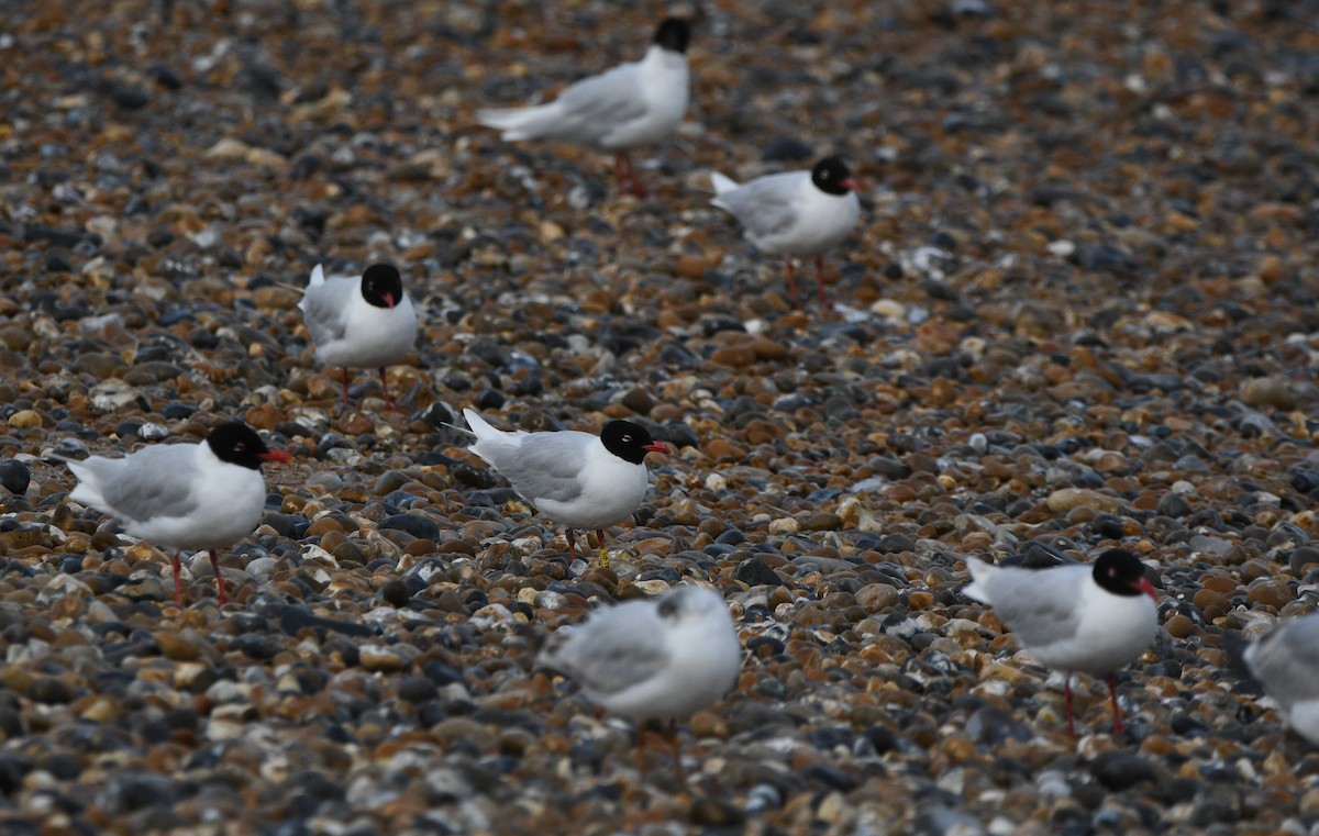 Mediterranean Gull - ML647278661