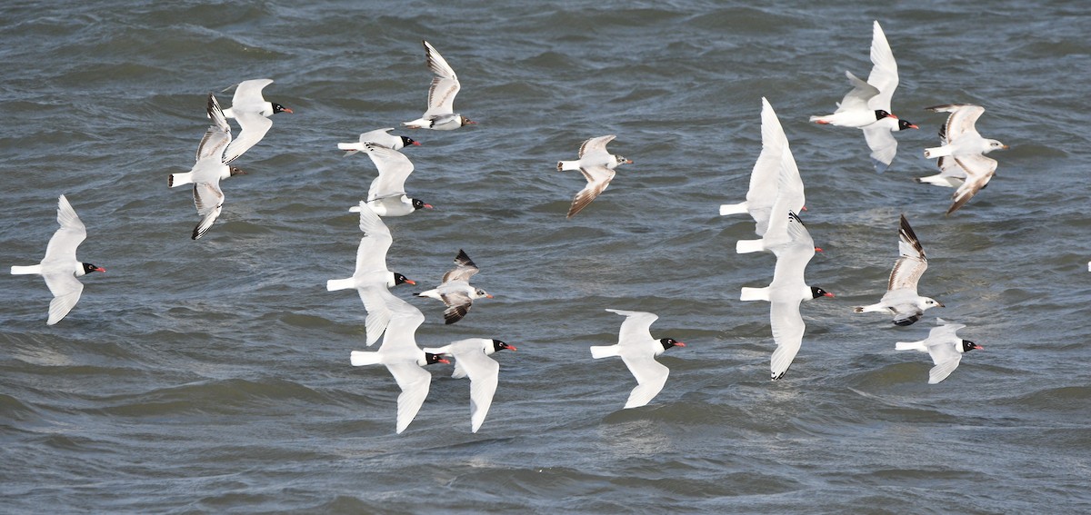 Mediterranean Gull - ML647278662