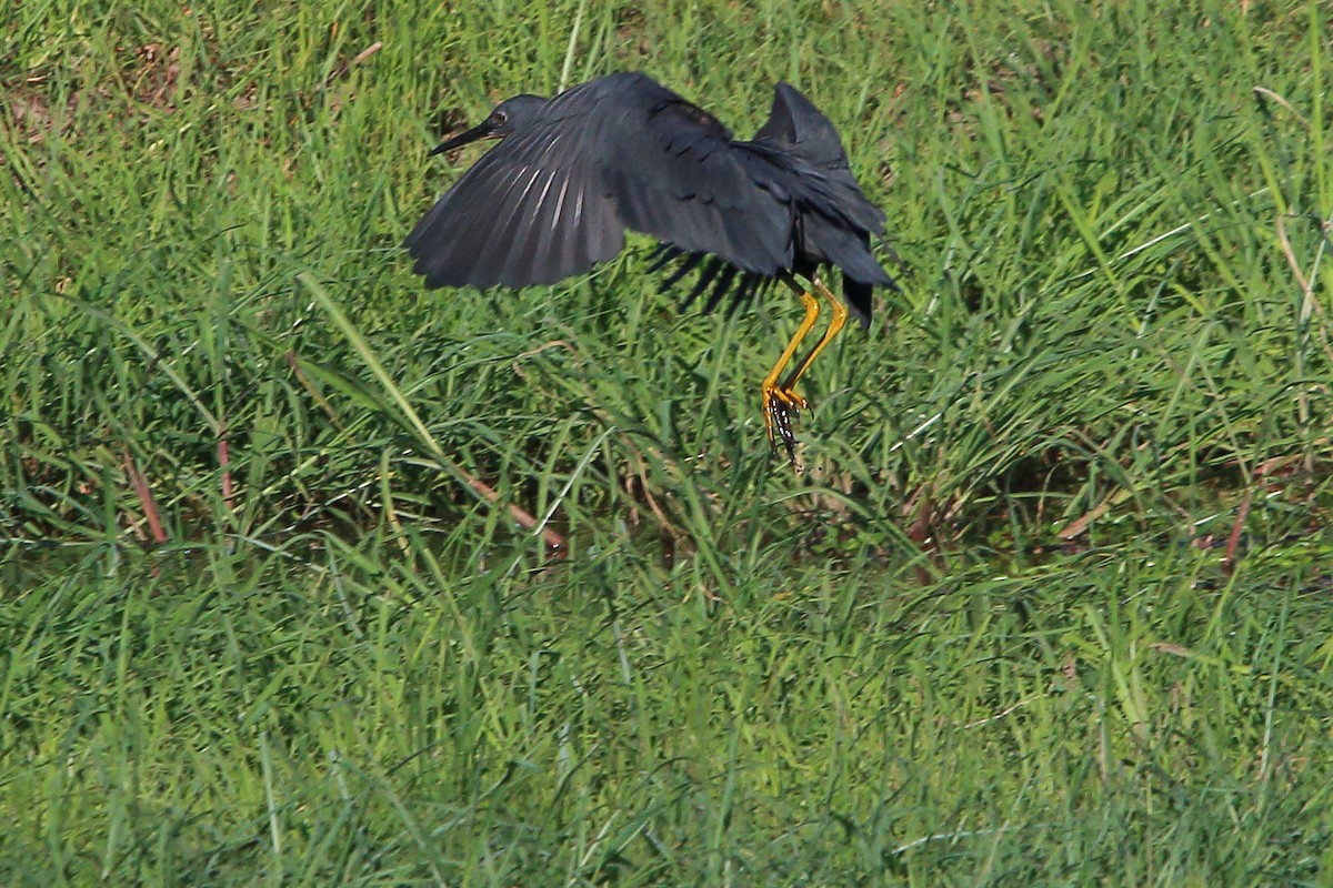 Aigrette vineuse - ML647278663