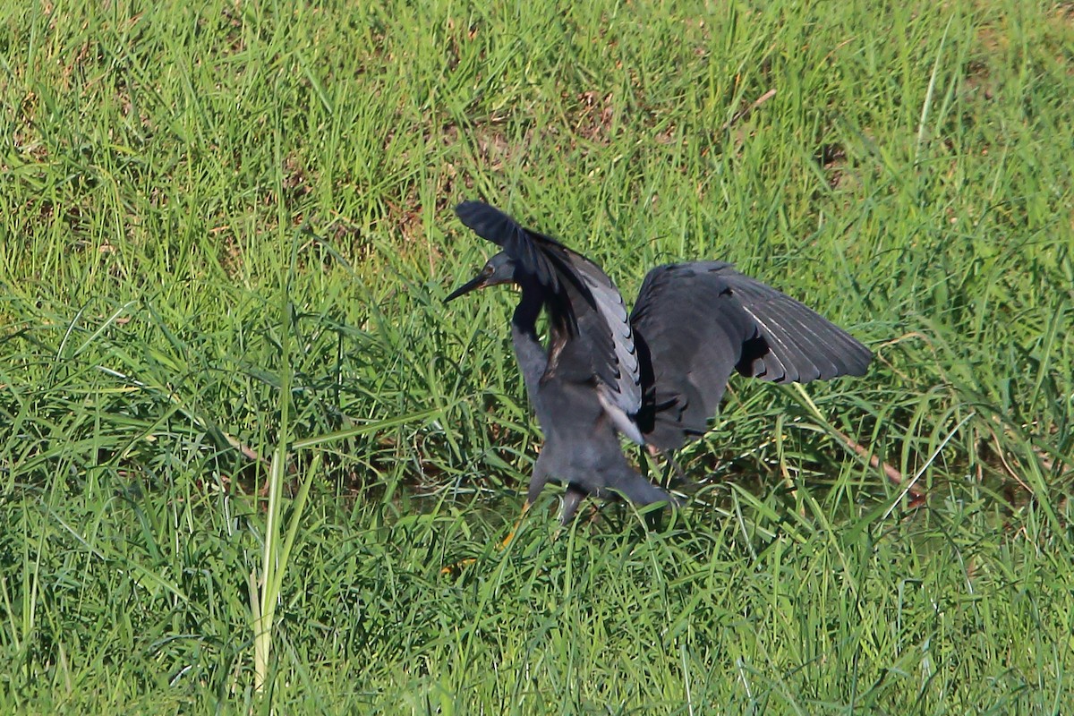 Aigrette vineuse - ML647278664