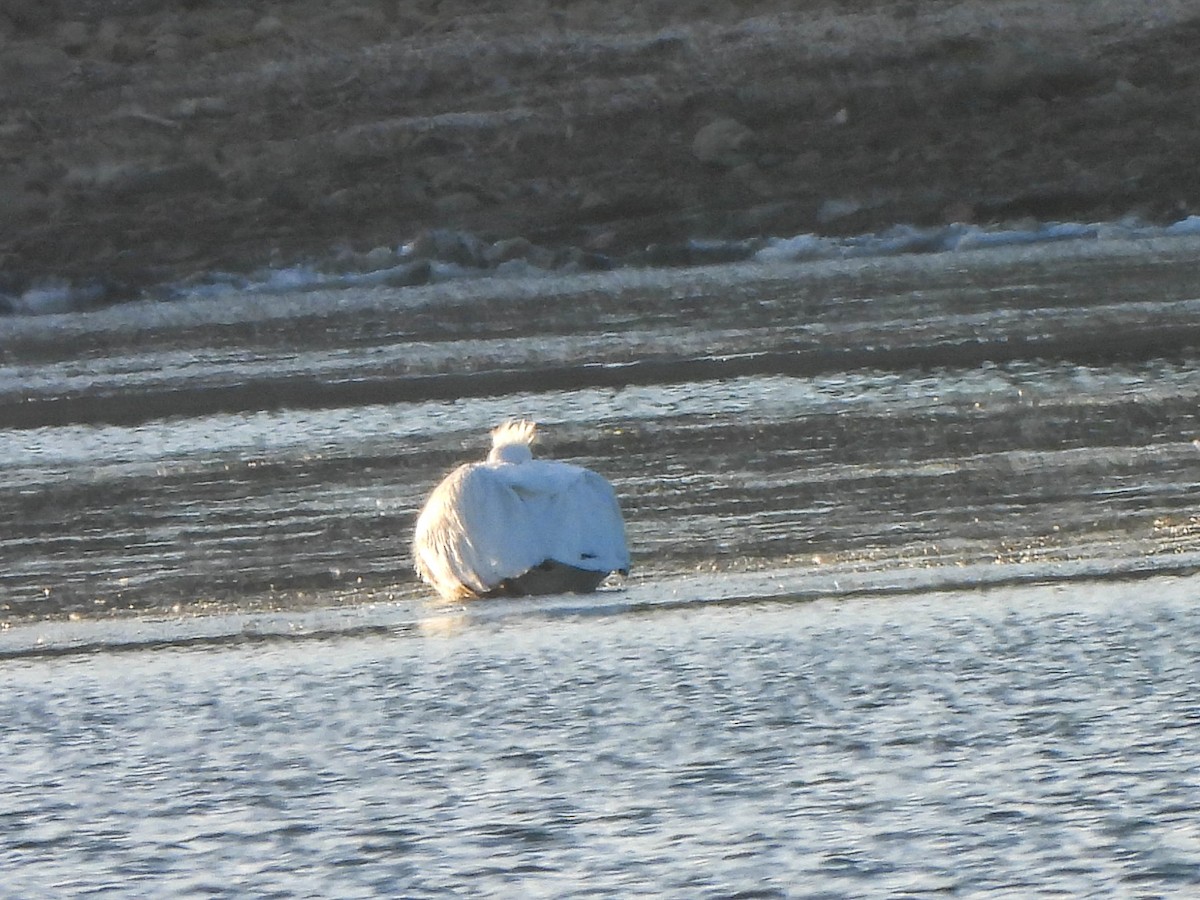 American White Pelican - ML647278666