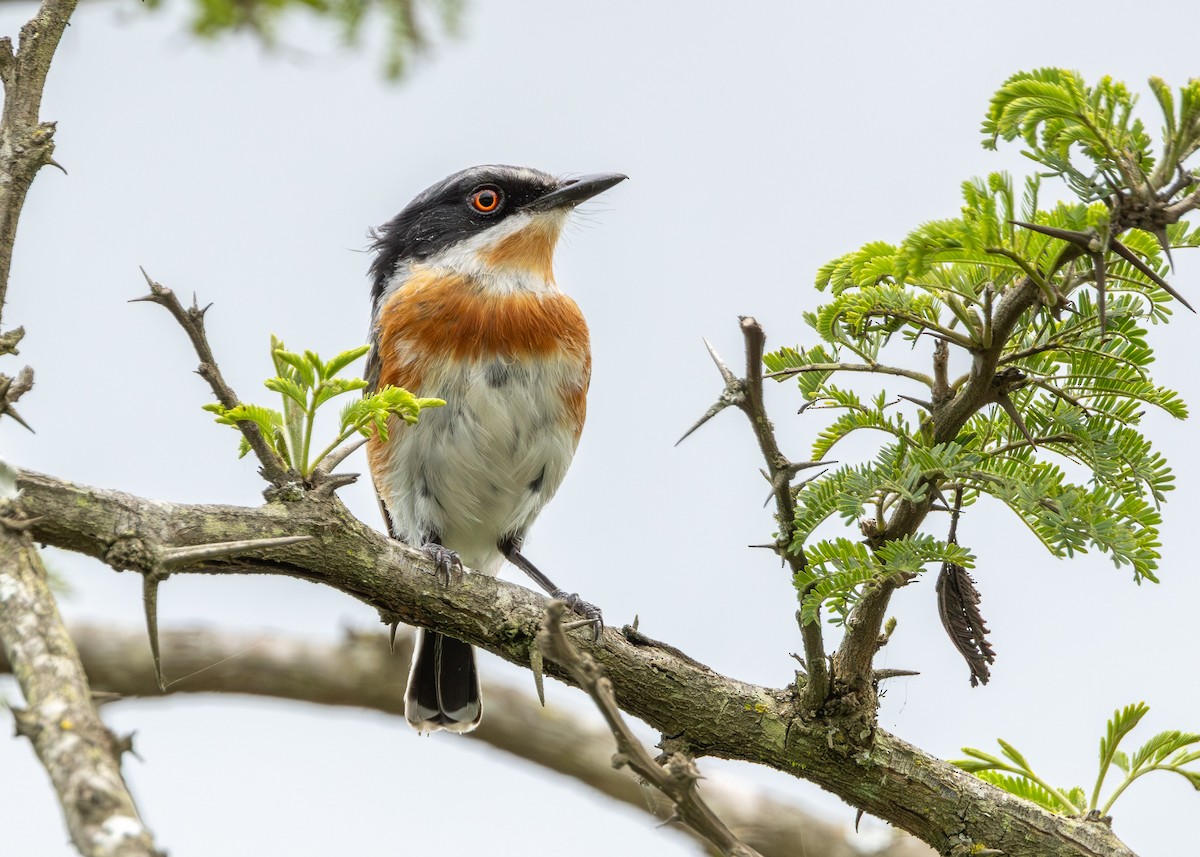 ムナグロセワタビタキ - ML647278668