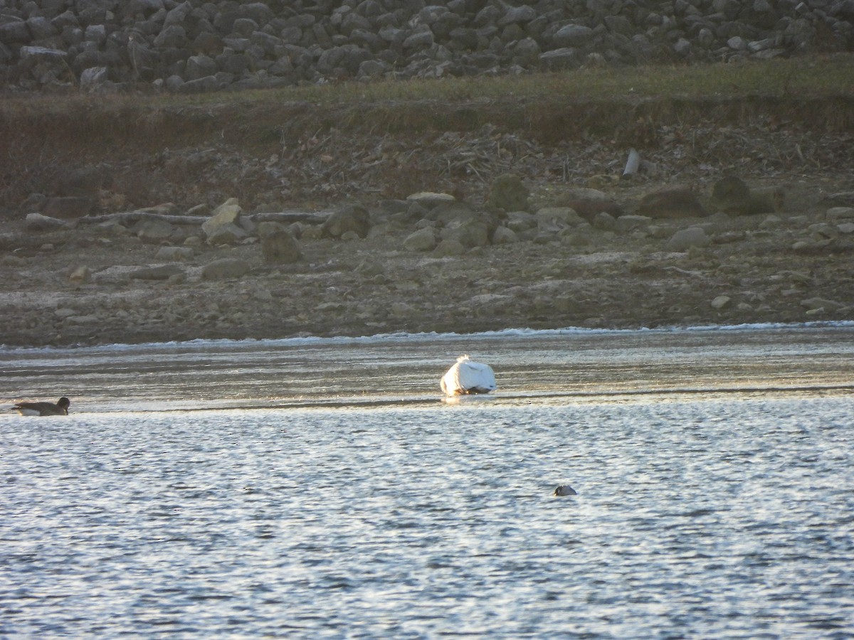 American White Pelican - ML647278669