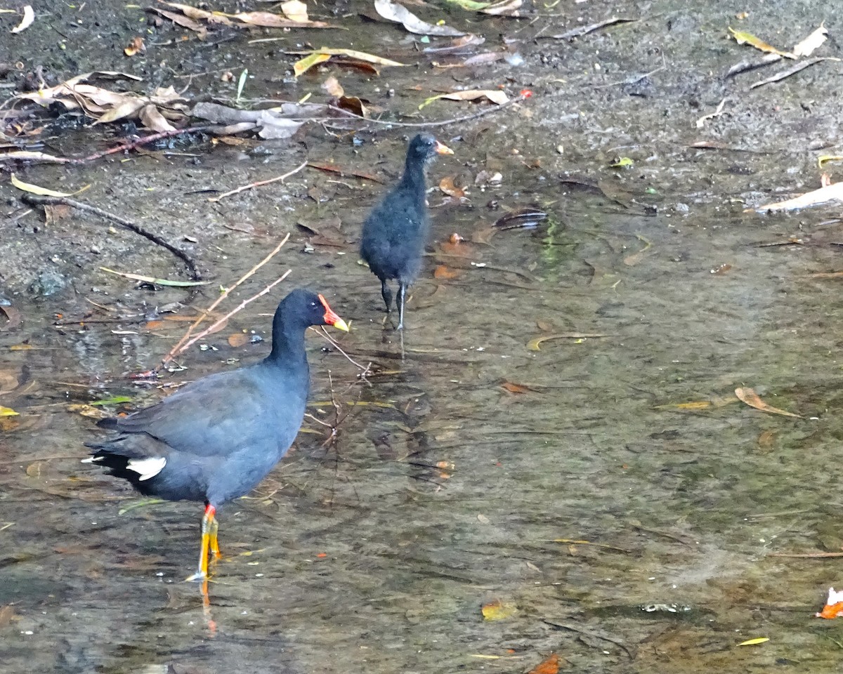 Dusky Moorhen - ML647278672