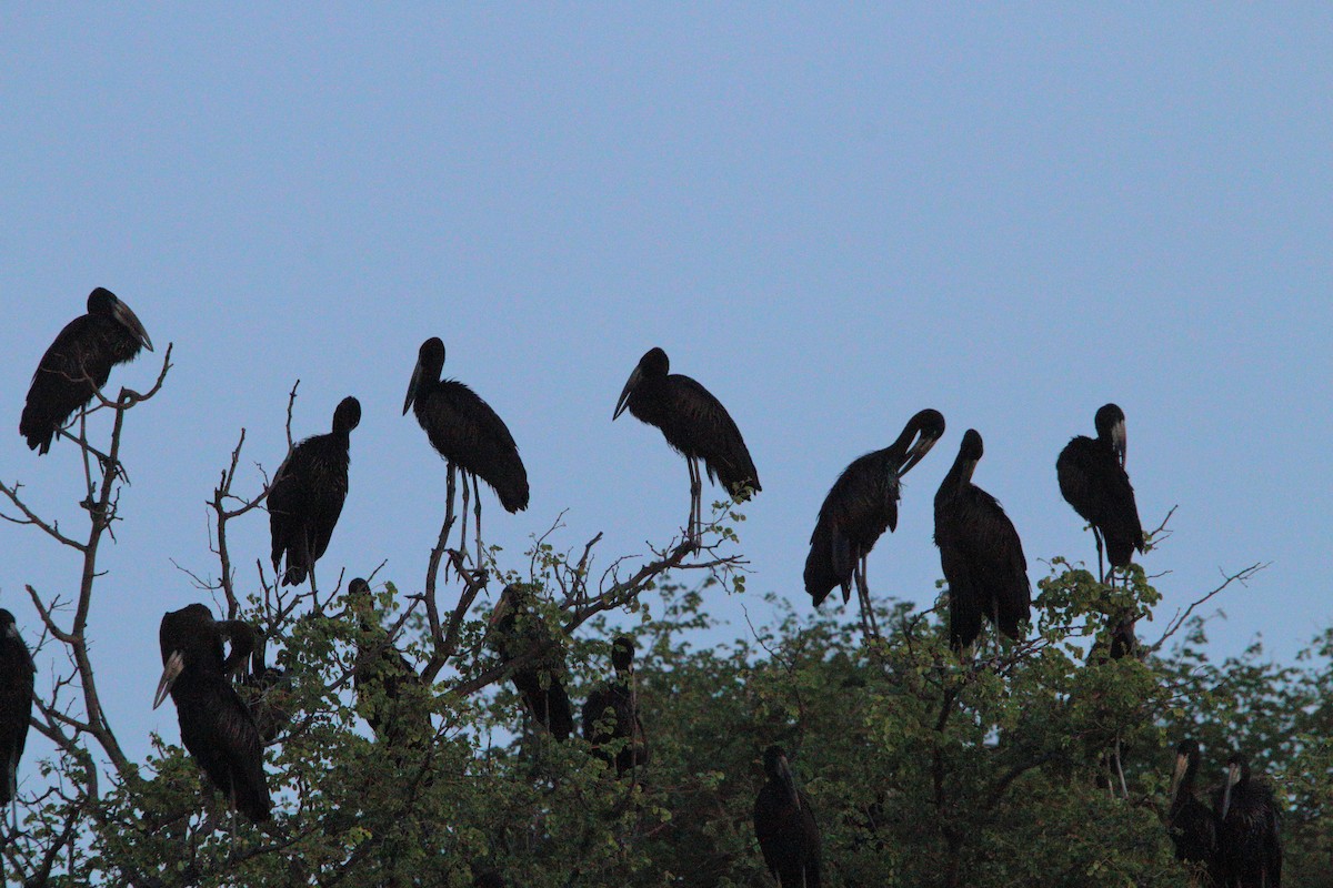 Bec-ouvert africain - ML647278679