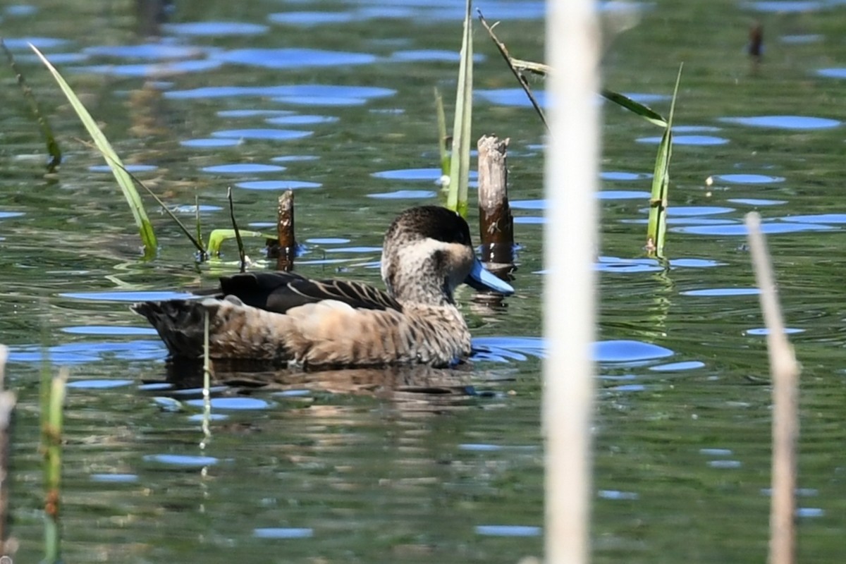 Blue-billed Teal - ML647278680