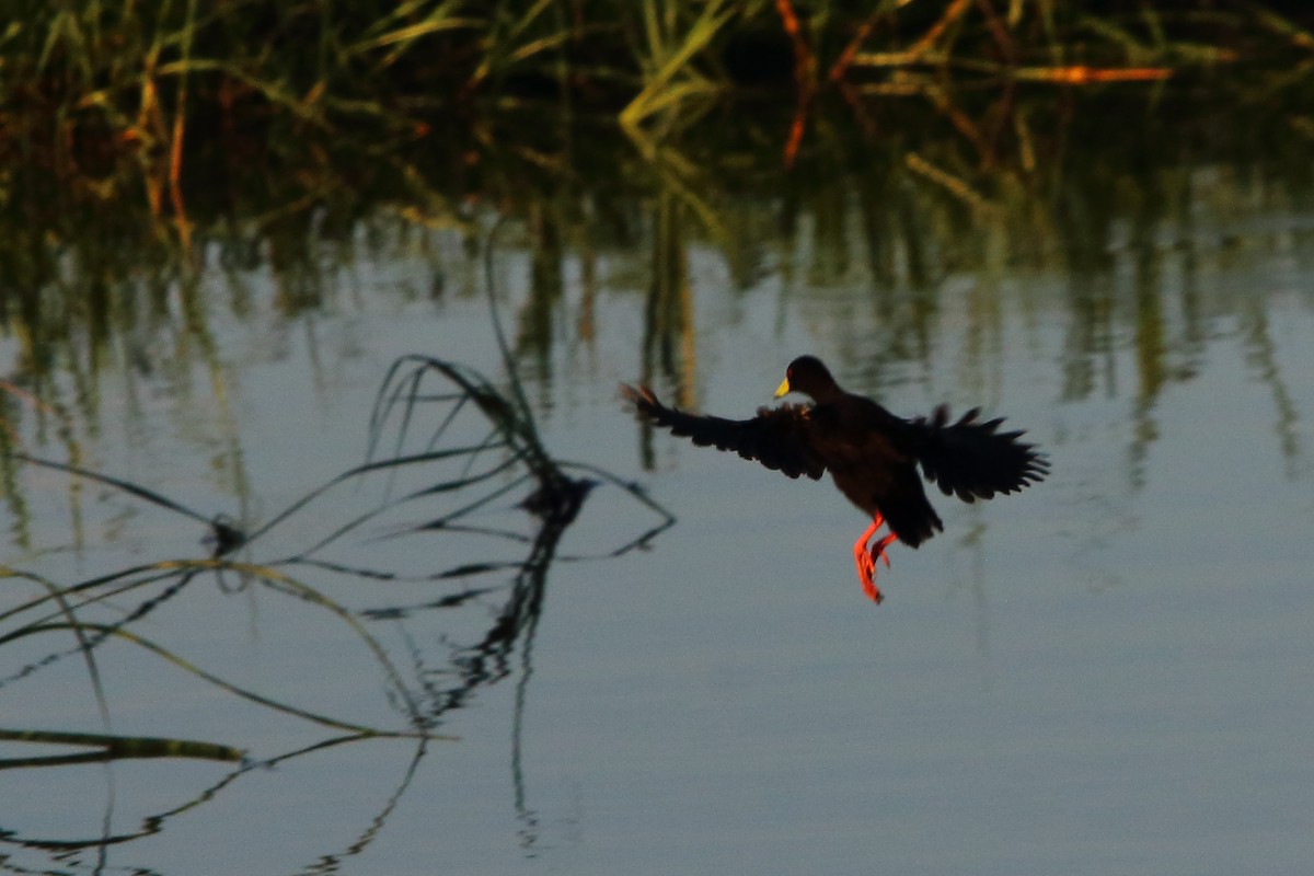 Black Crake - ML647278684
