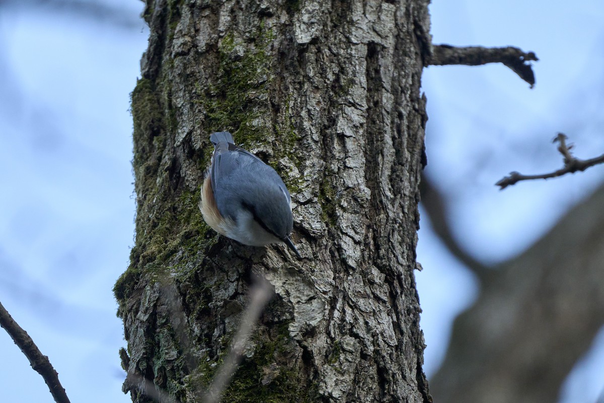 Повзик звичайний [група roseilia] - ML647278703