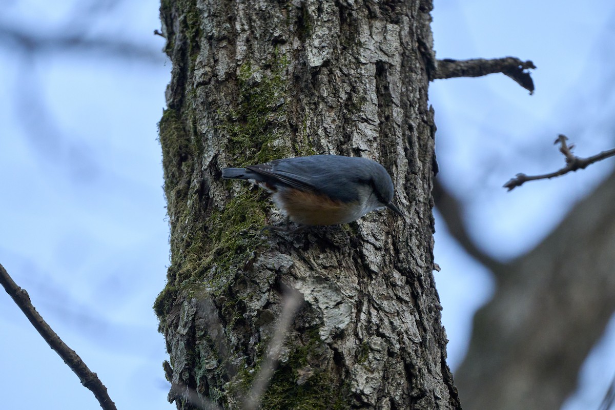 Повзик звичайний [група roseilia] - ML647278704