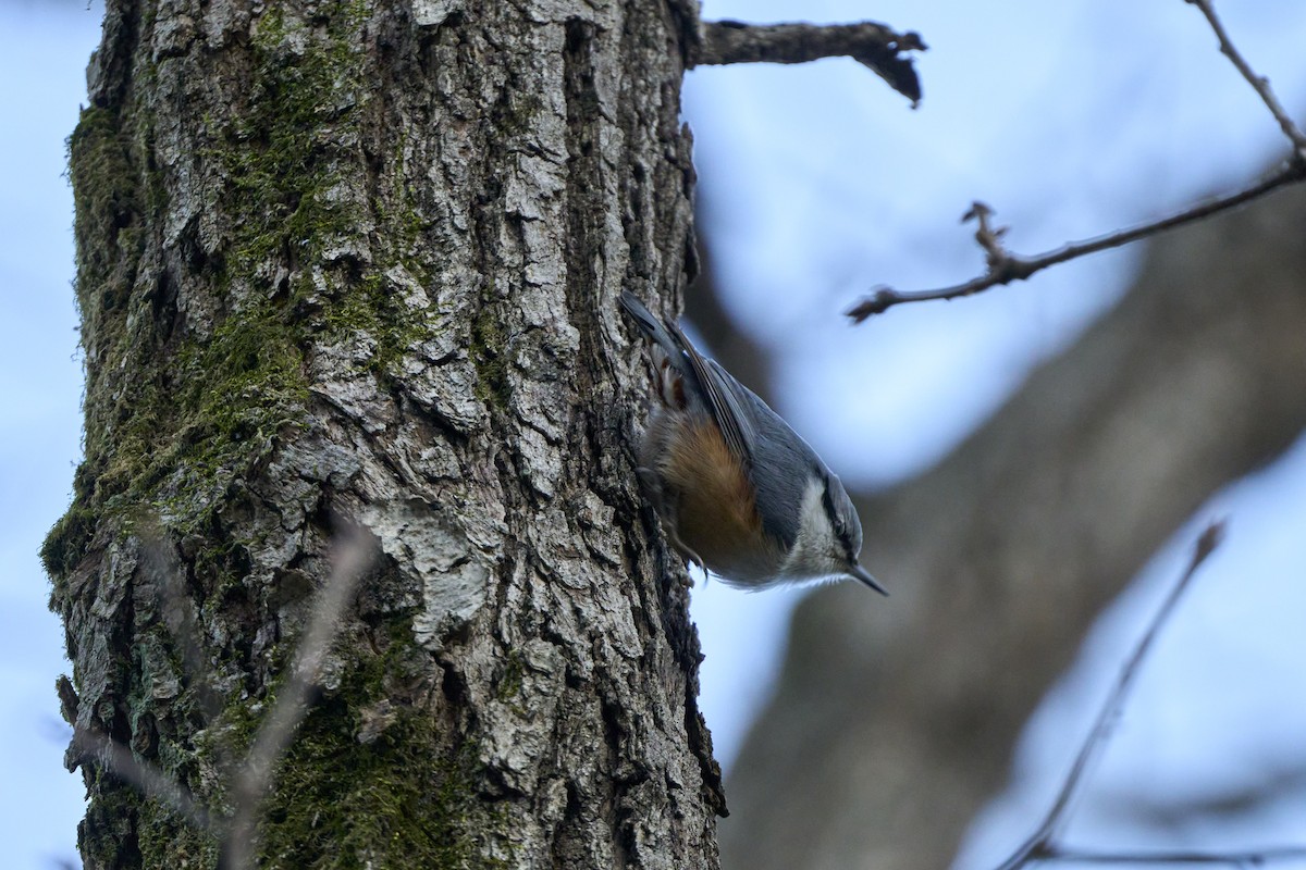 Повзик звичайний [група roseilia] - ML647278705
