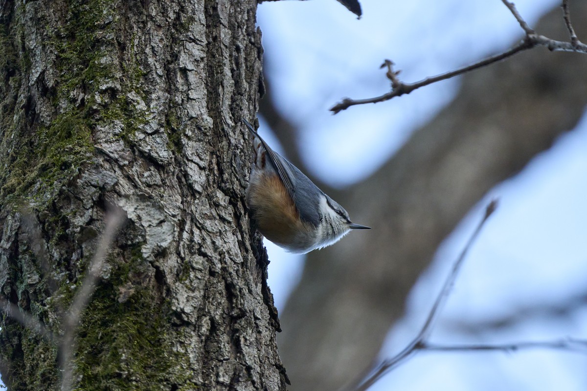 Повзик звичайний [група roseilia] - ML647278706