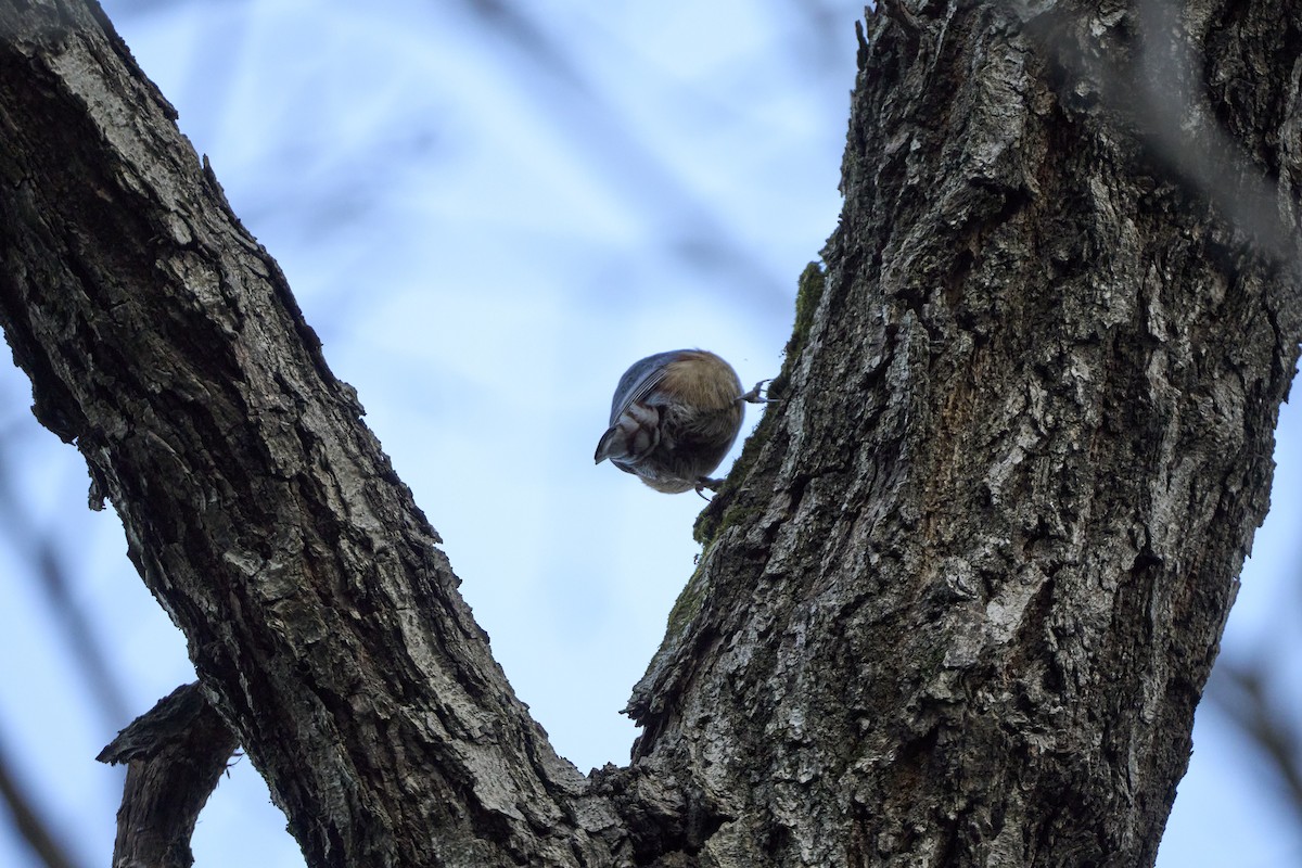 Повзик звичайний [група roseilia] - ML647278707