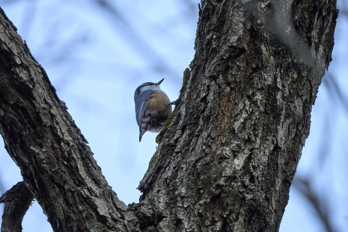 Повзик звичайний [група roseilia] - ML647278708