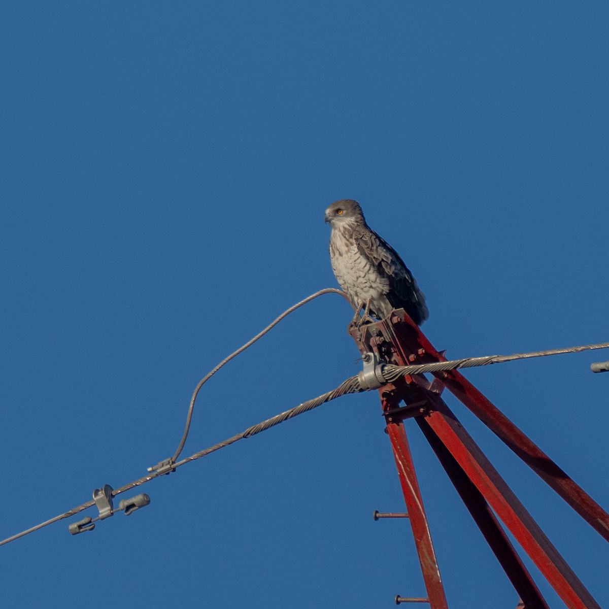 Short-toed Snake-Eagle - ML647278721