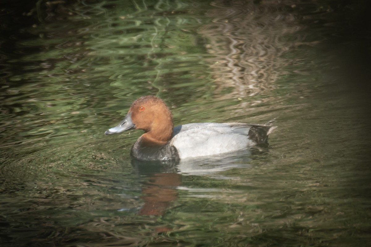 taffeland - ML647278745