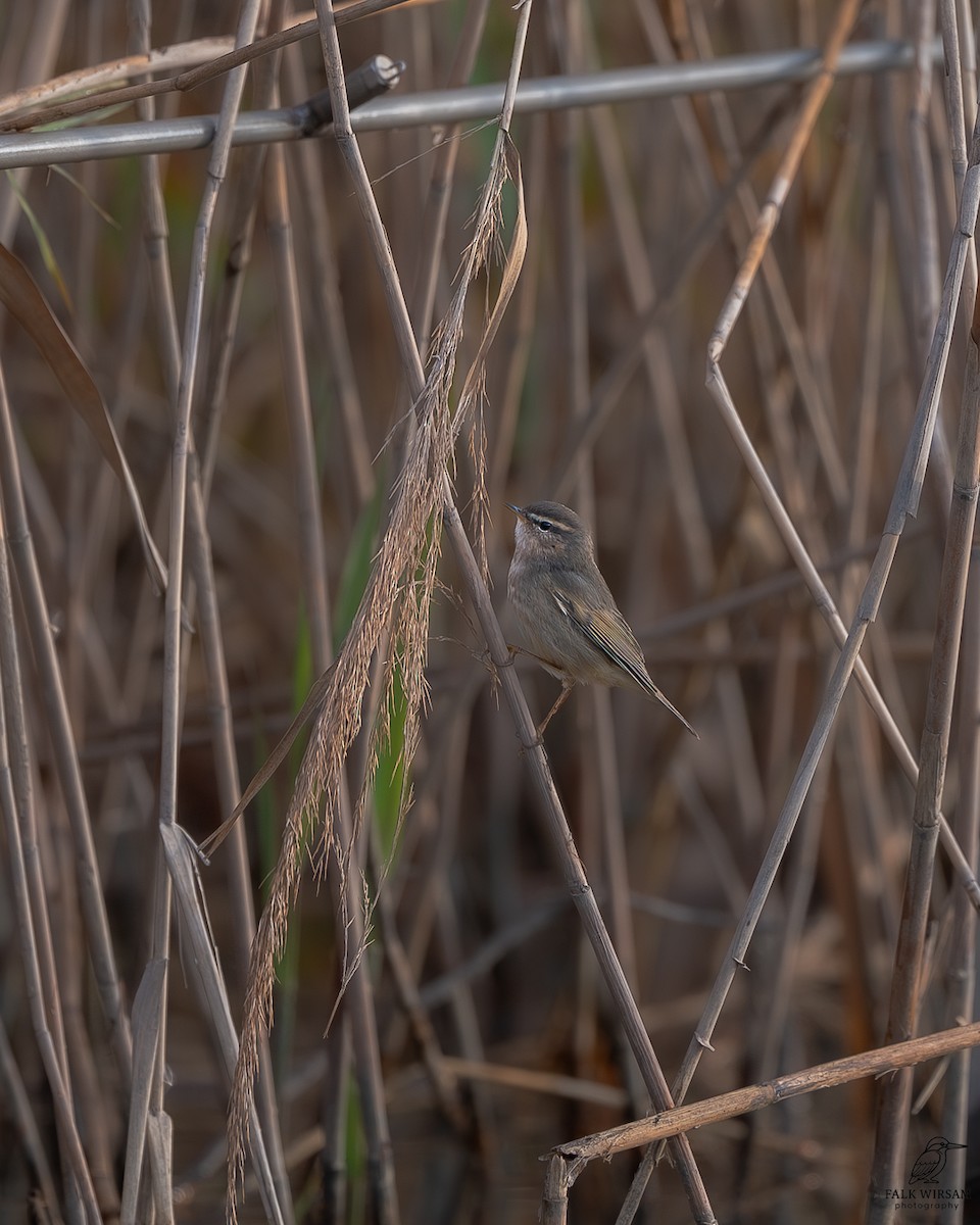 Dusky Warbler - ML647278746