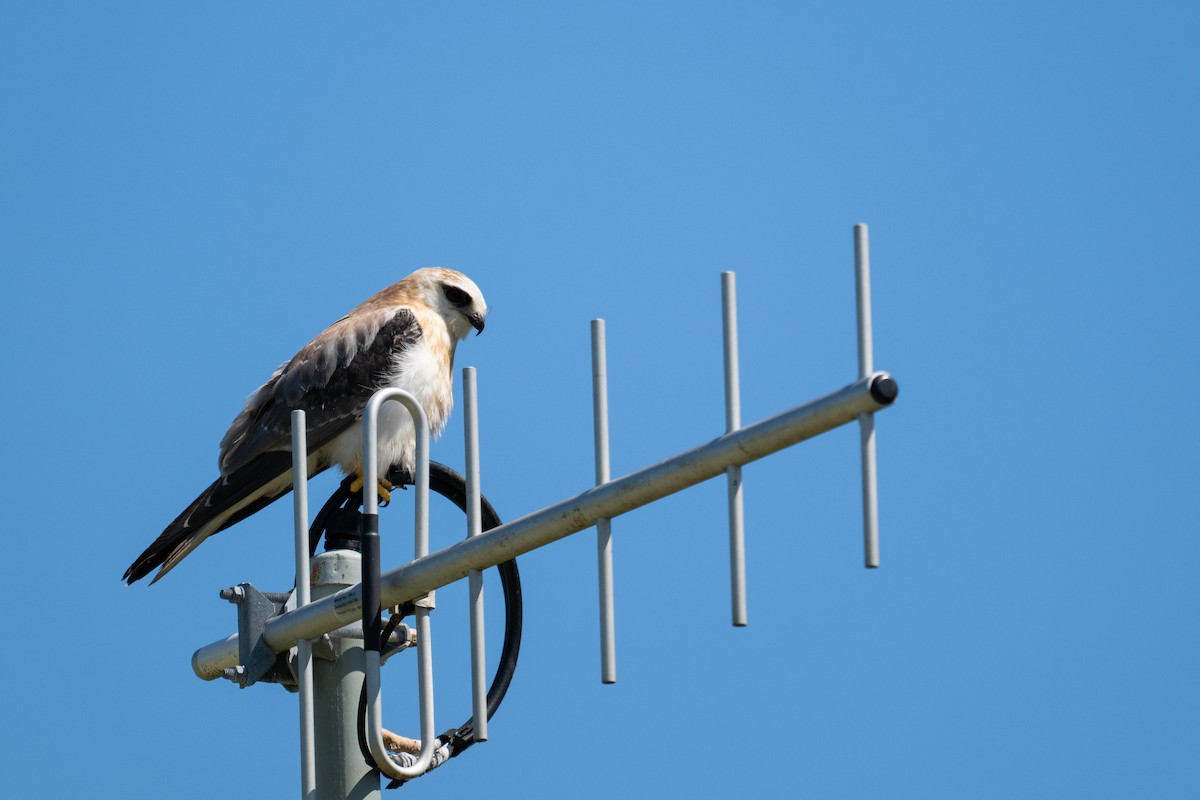 Black-shouldered Kite - ML647278756