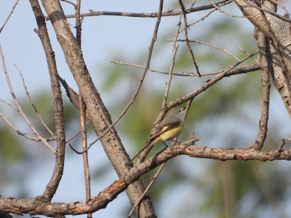 Zwergmennigvogel - ML647278767