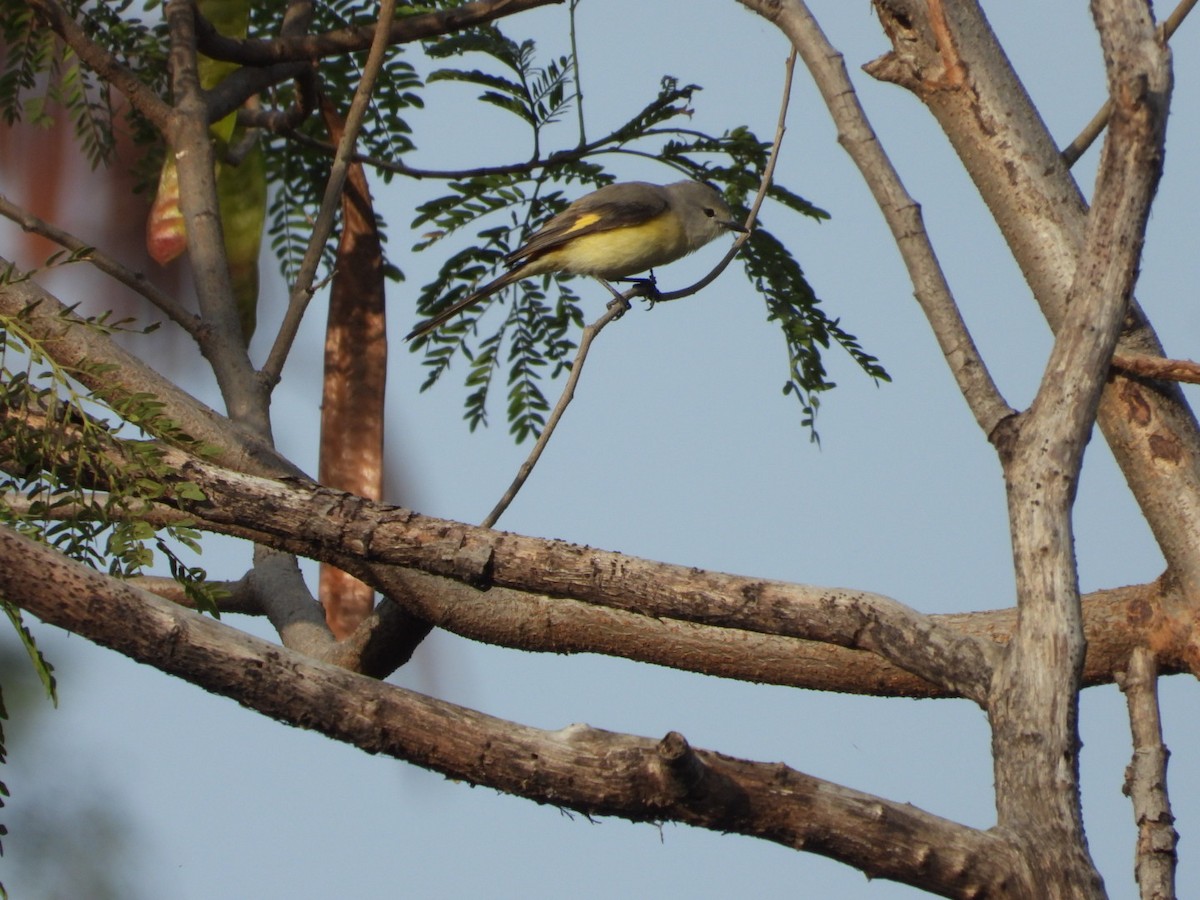 Zwergmennigvogel - ML647278768