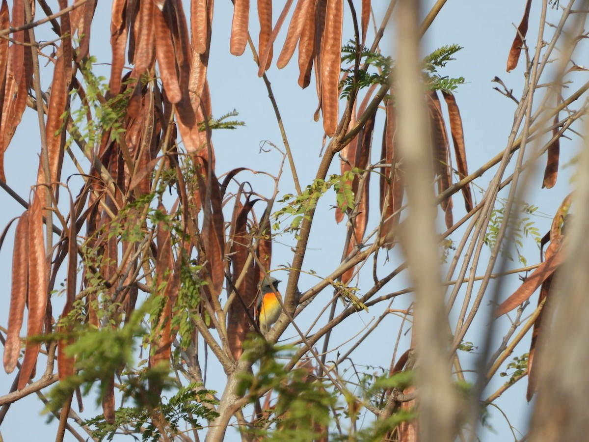 Zwergmennigvogel - ML647278769